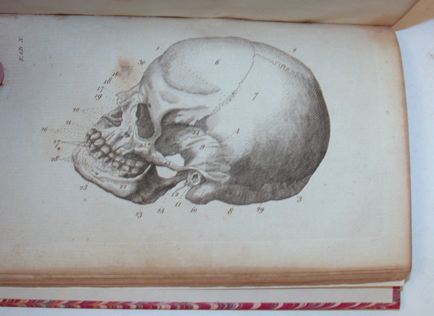 Scriptum Anatomy Anatomical Dialogues, or, A Breviary of Anatomy. Wherein All the Parts ...