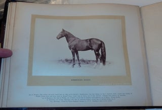 Schreiber & Son's Portraits of Noted Horses of America [ cover title ]