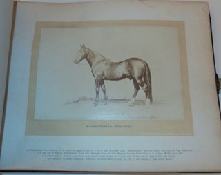 Schreiber & Son's Portraits of Noted Horses of America [ cover title ]