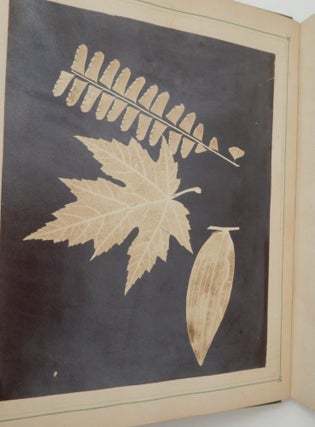Leaf Prints : or Glimpses at Photography