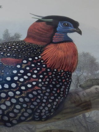 Item #28015 Prospectus for Fine Bird Books 1700-1900 A Bibliographical Record of two centuries of...