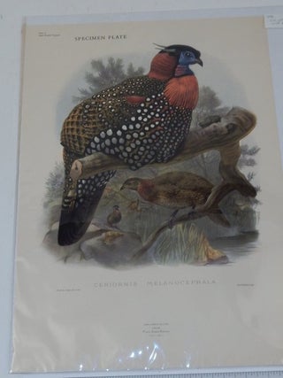 Prospectus for Fine Bird Books 1700-1900 A Bibliographical Record of two centuries of coloured plate Bird Books