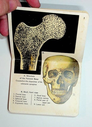 Human Anatomy : Pocket Guide