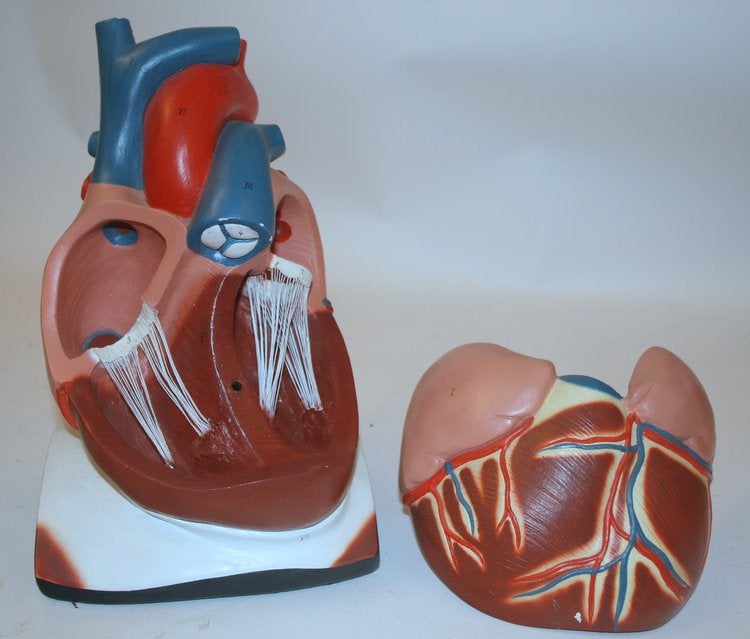Item #28127 CENCO Plaster mult-part teaching model of the Heart. CENCO.