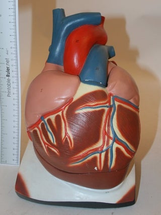 CENCO Plaster multi-part teaching model of the Heart