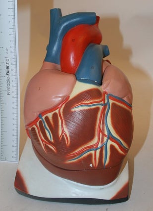 CENCO Plaster mult-part teaching model of the Heart