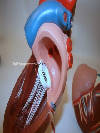 CENCO Plaster multi-part teaching model of the Heart