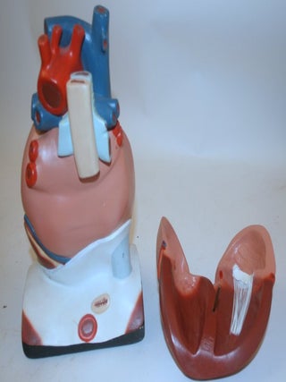 CENCO Plaster multi-part teaching model of the Heart